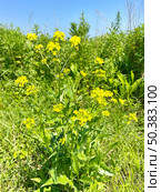 Erysimum amurense Kitag, (семейство Brassicaceae). Желтушник амурский на берегу реликтового озера Ахлестышева на острове Русский. Россия, Владивосток. Стоковое фото, фотограф Овчинникова Ирина / Фотобанк Лори