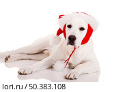 Portrait of a Labrador retriever with a Santa hat isolated on white background. Стоковое фото, агентство Ingram Publishing / Фотобанк Лори