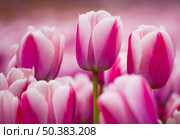 Picture of beautiful pink tulips on shallow deep of field. Стоковое фото, агентство Ingram Publishing / Фотобанк Лори