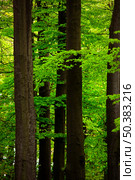 Picture of a beautiful forest with high trunks and green foliage. Стоковое фото, агентство Ingram Publishing / Фотобанк Лори