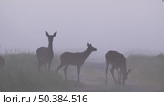 Олень благородный дикие животные Cervus elaphus. Стоковое видео, видеограф Дмитрий Якубович / Фотобанк Лори