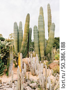cactus growing field. Стоковое фото, агентство Ingram Publishing / Фотобанк Лори