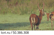 Олень благородный дикие животные Cervus elaphus. Стоковое видео, видеограф Дмитрий Якубович / Фотобанк Лори