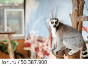 portrait ring tailed lemur wooden post. Стоковое фото, агентство Ingram Publishing / Фотобанк Лори