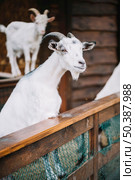 portrait white goat barn. Стоковое фото, агентство Ingram Publishing / Фотобанк Лори