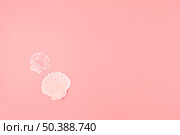 two scallops seashell pink background. Стоковое фото, агентство Ingram Publishing / Фотобанк Лори