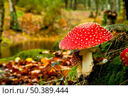 Close-up picture of a Amanita poisonous mushroom in nature. Стоковое фото, агентство Ingram Publishing / Фотобанк Лори
