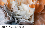 beautiful close up bloomed flower. Стоковое фото, агентство Ingram Publishing / Фотобанк Лори