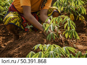 countryside worker planting out field. Стоковое фото, агентство Ingram Publishing / Фотобанк Лори