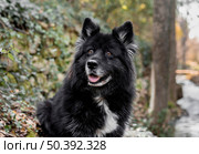 happy big dog nature. Стоковое фото, агентство Ingram Publishing / Фотобанк Лори