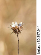 beautiful detail wildlife daylight. Стоковое фото, агентство Ingram Publishing / Фотобанк Лори