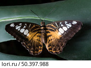 big butterfly placed leaves. Стоковое фото, агентство Ingram Publishing / Фотобанк Лори