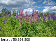 Розовые и фиолетеовые люпины (лат. Lupinus) цветут на лугу летним днем. Стоковое фото, фотограф Елена Коромыслова / Фотобанк Лори