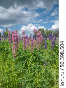 Розовые и фиолетеовые люпины (лат. Lupinus) цветут на лугу солнечным днем. Стоковое фото, фотограф Елена Коромыслова / Фотобанк Лори
