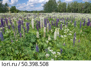 Летний пейзаж с фиолетовыми и белыми люпинами. Стоковое фото, фотограф Елена Коромыслова / Фотобанк Лори