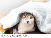 funny cat blanket. Стоковое фото, агентство Ingram Publishing / Фотобанк Лори