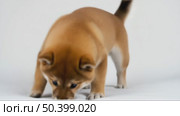 A cute Shiba Inu puppy with a fluffy orange coat and a curious expression. The puppy is lying down on a white background, showcasing its playful demeanor. Стоковое AI-видео, аниматор Ольга Невская / Фотобанк Лори