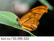 side view orange julia butterfly. Стоковое фото, агентство Ingram Publishing / Фотобанк Лори