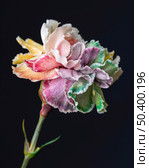 beautiful close up bloomed flower 3. Стоковое фото, агентство Ingram Publishing / Фотобанк Лори