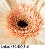 close up pretty bloomed flower 2. Стоковое фото, агентство Ingram Publishing / Фотобанк Лори