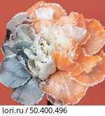 pretty bloomed flower close up 3. Стоковое фото, агентство Ingram Publishing / Фотобанк Лори