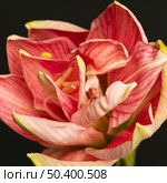 pretty macro peachy flower 3. Стоковое фото, агентство Ingram Publishing / Фотобанк Лори