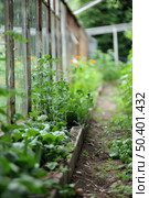 A garden filled with various shades of green plants, creating a vibrant and refreshing atmosphere. Стоковое AI-изображение, AI-художник Данила Большаков / Фотобанк Лори