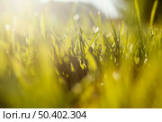 natural grass close up 4. Стоковое фото, агентство Ingram Publishing / Фотобанк Лори