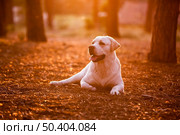 Beautiful dog labrador retriever at sunset. Стоковое фото, агентство Ingram Publishing / Фотобанк Лори