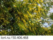Acacia dealbata tree in blossom. This plant with yellow flowers is also known as mimosa. Стоковое фото, фотограф Сергей Пристяжнюк (Serg Zastavkin) / Фотобанк Лори