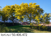 Acacia dealbata tree in blossom in Sochi. This plant with yellow flowers is also known as mimosa. Стоковое фото, фотограф Сергей Пристяжнюк (Serg Zastavkin) / Фотобанк Лори