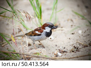 A curious sparrow hides in the sand among the grass. Close-up. Стоковое фото, агентство Ingram Publishing / Фотобанк Лори
