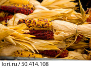 Organic corn from a local market. Стоковое фото, агентство Ingram Publishing / Фотобанк Лори