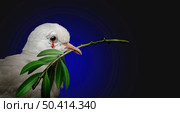 War tragedy concept as a sad white dove holding an olive branch crying a tear of blood as a tragic symbol of the pain of violence and international bloody conflict with 3D illustration elements. Стоковое фото, агентство Ingram Publishing / Фотобанк Лори