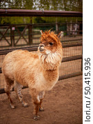Brown alpaca standing calmly on a dirt path, enclosed by a wooden and wire fence with sparse greenery behind. The alpaca has fluffy fur and is gazing slightly to the side. Стоковое фото, фотограф Алина Лебедь / Фотобанк Лори