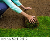 Woman applying turf rolls in the backyard. Стоковое фото, агентство Ingram Publishing / Фотобанк Лори