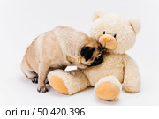 cute pug sniffing big fawn teddy bear. Стоковое фото, агентство Ingram Publishing / Фотобанк Лори