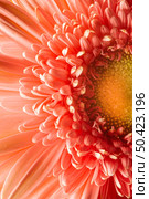 close up coral colored plant. Стоковое фото, агентство Ingram Publishing / Фотобанк Лори