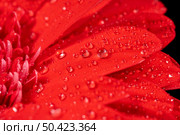 close up wet red flower. Стоковое фото, агентство Ingram Publishing / Фотобанк Лори