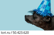 front view beautiful dog with copy space 7. Стоковое фото, агентство Ingram Publishing / Фотобанк Лори