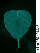 beautiful detailed macro leaf 5. Стоковое фото, агентство Ingram Publishing / Фотобанк Лори