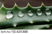 beautiful macro plant with rain drops 2. Стоковое фото, агентство Ingram Publishing / Фотобанк Лори