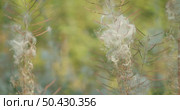 Close-up of fluffy plant seeds clinging to stems in a lush sunlit forest. Chamaenerion also known as Epilobium. Стоковое видео, видеограф Igor Tichonow / Фотобанк Лори