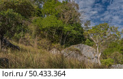Madagascar's natural landscape. Picturesque grey karst boulders in a meadow. Tall grass, green trees all around. Blue sky, clouds. Madagascar. Tsingy De Bemaraha reserve. Стоковое фото, фотограф Вера Ивановна Кубарева / Фотобанк Лори