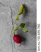 top view small radish veggie. Стоковое фото, агентство Ingram Publishing / Фотобанк Лори