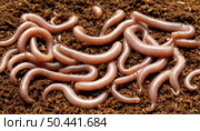 A group of pale pink earthworms lying on dark, moist soil. Worms with segmented bodies play an important role in the ecosystem, contributing to the decomposition and nutrition of the soil. Стоковое AI-изображение, AI-художник Светлана  Громак / Фотобанк Лори