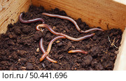 A wooden box filled with dark, moist soil, in which several earthworms are visible. This indicates the health of the ecosystem and the fertility of the soil. Стоковое AI-изображение, AI-художник Светлана  Громак / Фотобанк Лори