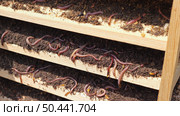 In the vermicomposting container, a lot of earthworms crawl through the soil layers. They play an important role in creating soil enrichment. Стоковое AI-изображение, AI-художник Светлана  Громак / Фотобанк Лори