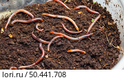 In a transparent container, a group of earthworms scavenge in dark, loose soil rich in organic matter, creating a healthy ecosystem for plants. Стоковое AI-изображение, AI-художник Светлана  Громак / Фотобанк Лори