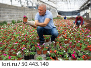 Senior male chief agronomist inspects young balsam seedlings before sending them to customer. Стоковое фото, фотограф Яков Филимонов / Фотобанк Лори